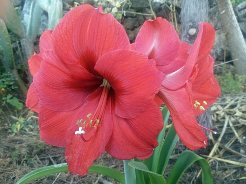 Amaryllis