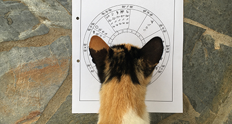 Katzen Astro Paulina