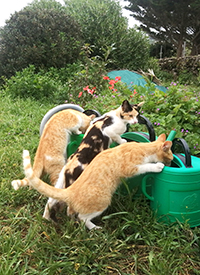 Hierro Katzen Garten Matthias