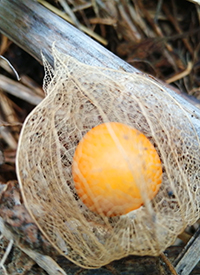 Hierro Physalis Matthias