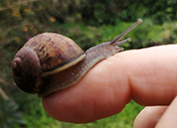 Hierro Schnecke Matthias