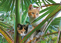 Katzen Astro 4