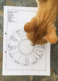 Katzen Astro 5