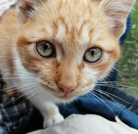 Katzen Intro 1