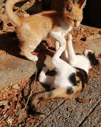 Katzen Intro 2