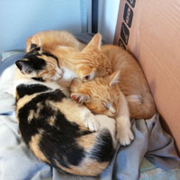 Katzen Loslassen 1