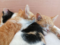 Katzen Loslassen 2