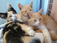 Katzen Loslassen 3