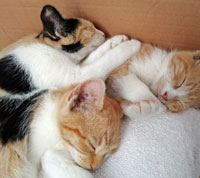 Katzen Loslassen 4