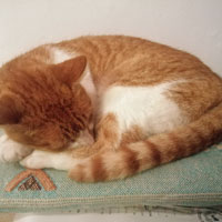 Katzen Meditation 1