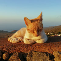 Katzen Meditation 2