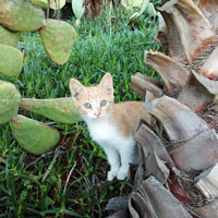 Katzen Orientierung 2