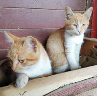 Katzen Orientierung 3