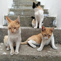 Katzen Orientierung 5