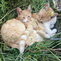 Katzen Paare 1
