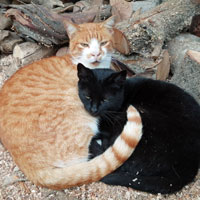 Katzen Paare 2