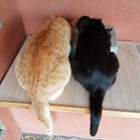 Katzen Paare 3
