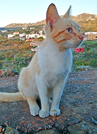 Katzen Sabbatical 2 1