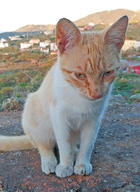 Katzen Sabbatical 4 1
