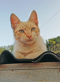 Katzen Sitzen 1 1