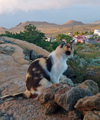 Katzen Sitzen 3