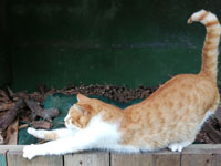 Katzenyoga 1