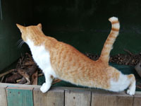 Katzenyoga 2