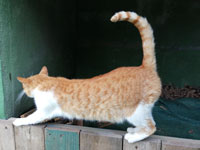 Katzenyoga 3