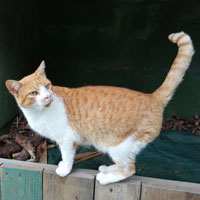Katzenyoga 4