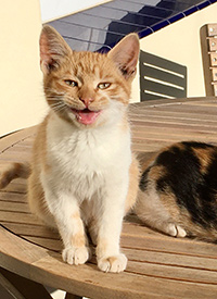 Katzenyoga Mantras