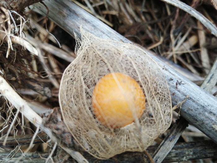 Physalis