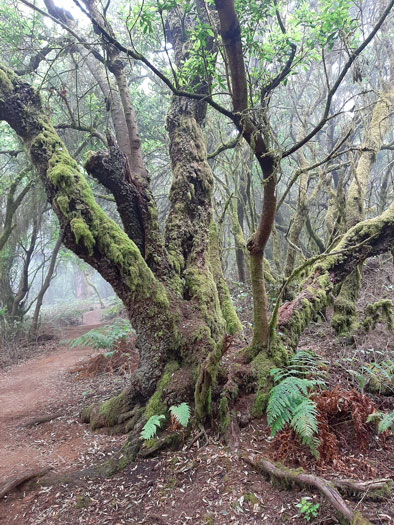 Wanderung Maerchenwald Copyright Drews